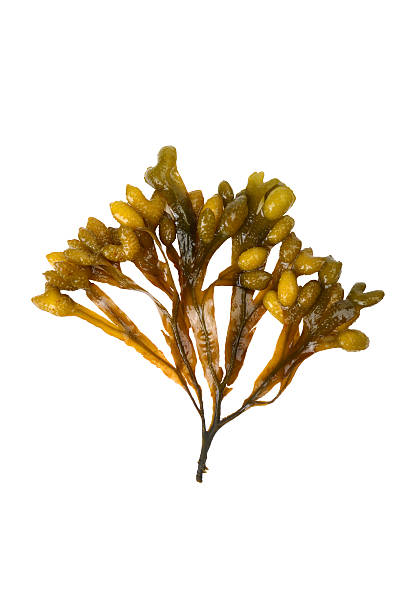 Bladderwrack Extract