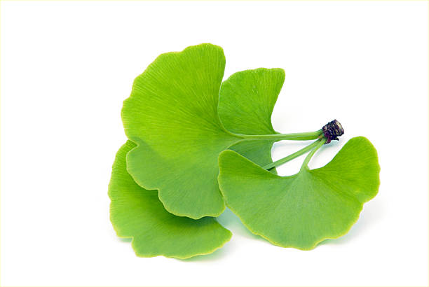 Ginkgo Leaf Liquid Extract (Water Based)