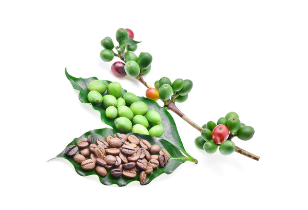 Green Coffee Seed Liquid Extract (Glycerine Based)