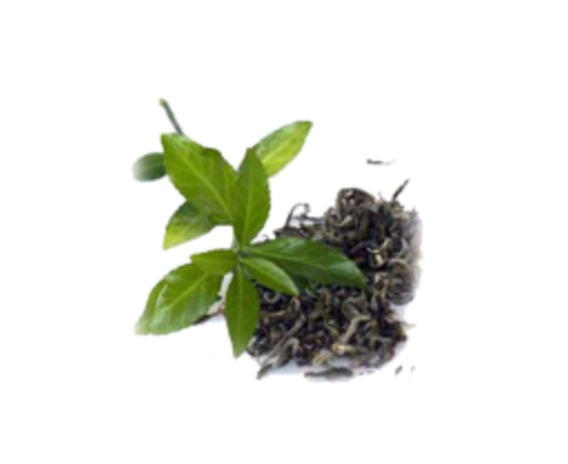 Green Tea Liquid Extract (Water Based)