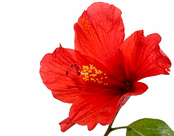 Hibiscus Sabdariffa Flower Extract