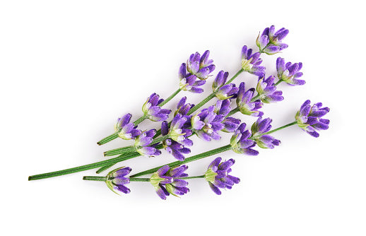 Lavender Flower Dried Herb