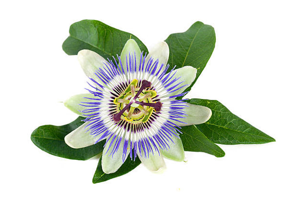 Passionflower Extract