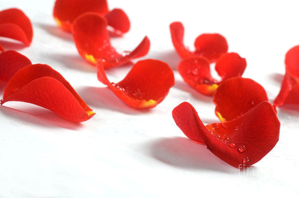 Rose Petals