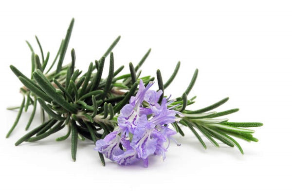 Rosemary Extract