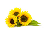 Sunflower Hydrowax